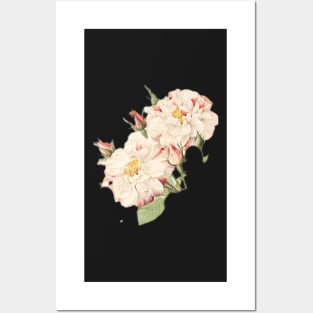 Blooming Roses Posters and Art